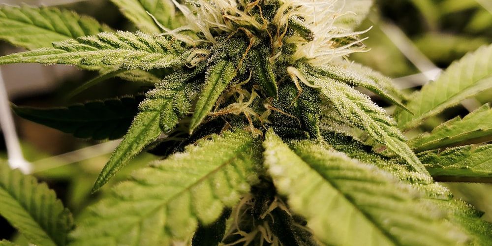 What Are the Effects of the Strawberry Lemonade Strain? ONLYGAS