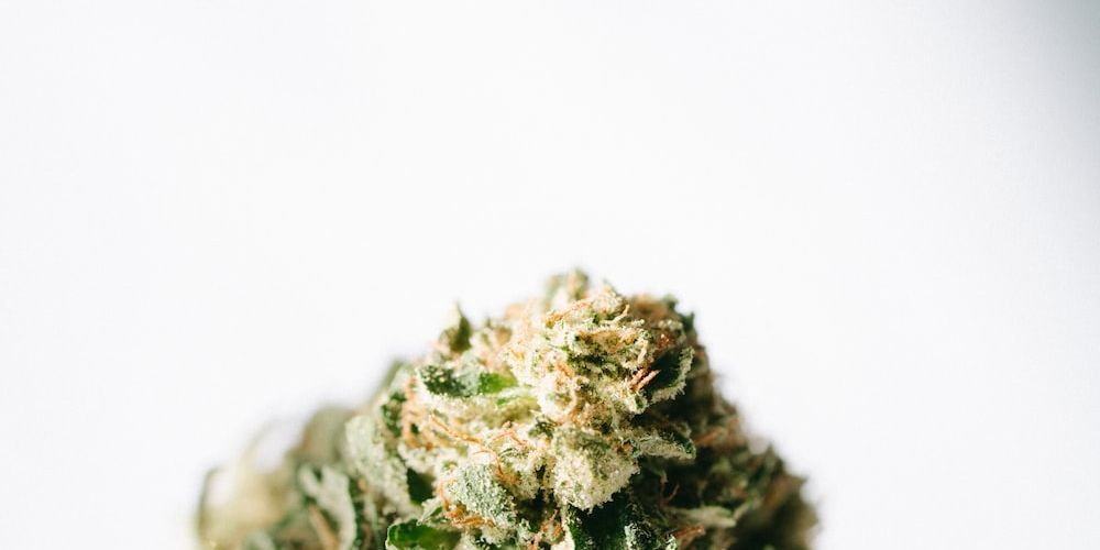 featured-image-weed-blog-133pYSYcmNR