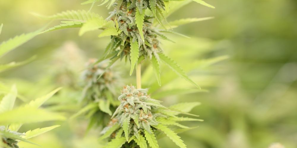 What Are the Effects of the Gas Monkey Strain of Weed? ONLYGAS