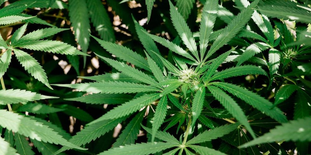 What Are the Best Top Shelf Weed Strains? ONLYGAS