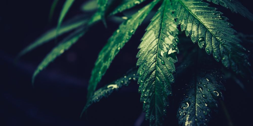 featured-image-medical-marijuana-1wq_cnevU