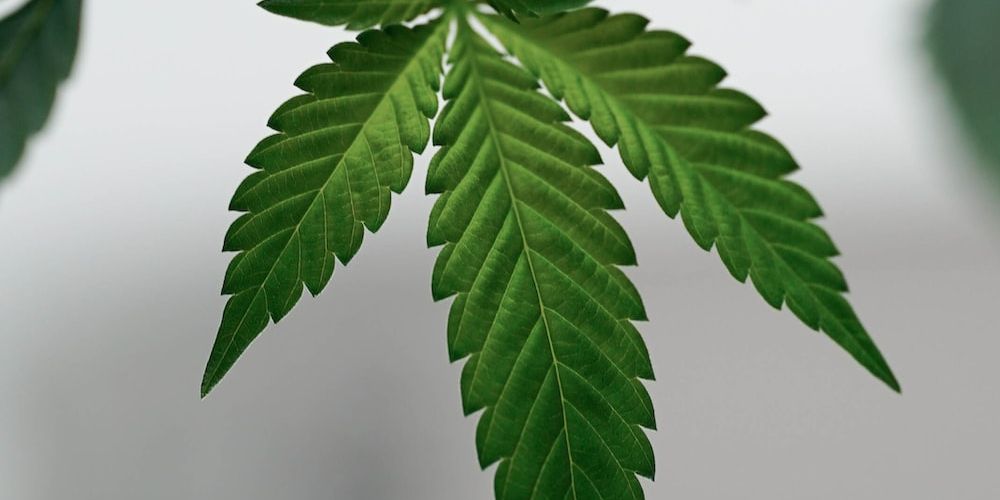 featured-image-medical-marijuana-21h-egqtTH