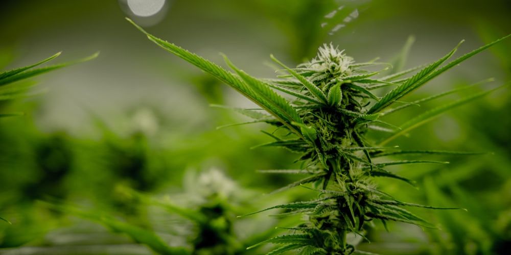 Where Can You Find Disposable Vapes in Edmonton? ONLYGAS