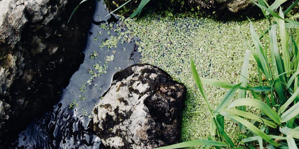 Why Does Eating Weed Edibles Make Me Throw Up? ONLYGAS